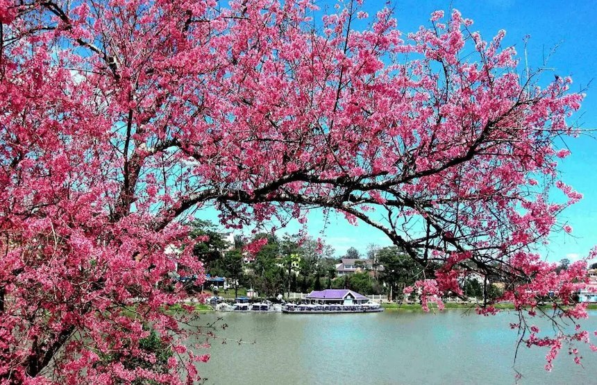 Những điểm đến phù hợp để cảm nhận mùa hoa tháng 2